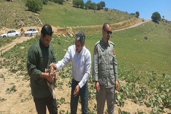 بازگشت دو پرنده شکاری به آسمان طبیعت سرپل‌ذهاب پس از درمان و مراقبت
