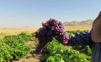 گزارش تصویری | آغاز برداشت انگور یاقوتی از باغات سرپل‌ذهاب
