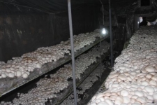 درآمد میلیونی کارآفرین سرپلذهابی باکمترین امکانات / وقتی تفکر اقتصادمقاومتی باتلاش وپشتکار جوانان به بار می نشیند 