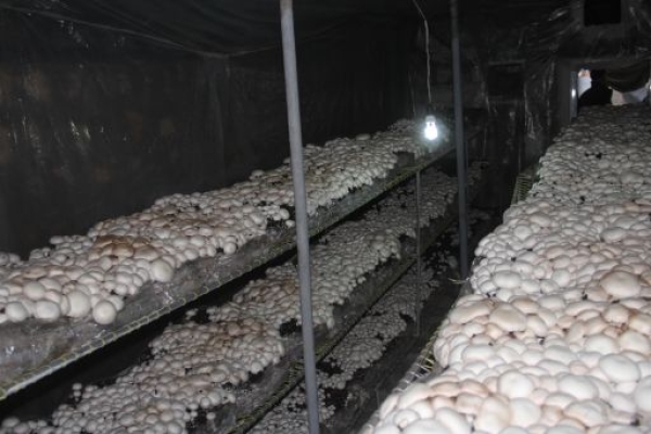 درآمد میلیونی کارآفرین سرپلذهابی باکمترین امکانات / وقتی تفکر اقتصادمقاومتی باتلاش وپشتکار جوانان به بار می نشیند 