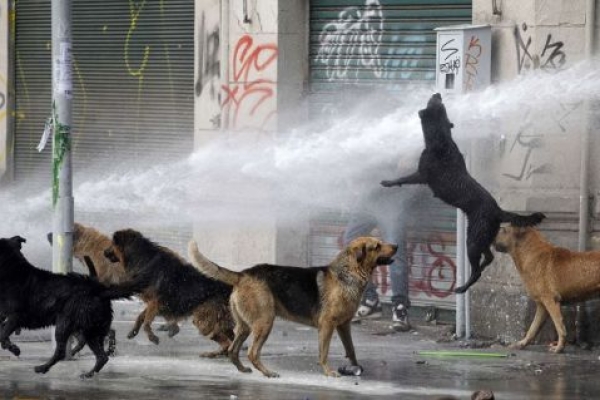 ازایجاد رعب ووحشت درشهر تا سگهایی که سلامت محیط را تهدید می کنند / نوید شورای شهر برای اجرای طرح جمع آوری سگهای ولگرد در شهرستان 