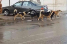 استفاده از روشهای پیشرفته برای جمع آوری زنده سگهای ولگرد در سرپلذهاب / شهروندان منتظر تحقق وعده مسئولین باشند