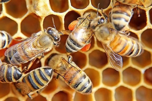 بخش خصوصی میدان مهمی برای تجلی اقتصاد مقاومتی است / بدست گرفتن بازار مصرف نیازمند حمایت همه جانبه است