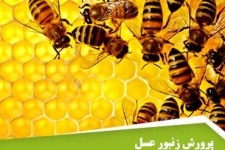 تجربه مهمترین معیار در پرورش زنبور عسل است / سیاستهای اقتصاد مقاومتی راهگشای مشکلات بیکاری جوانان است