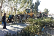  تخریب فضای سبزحاشیه شهر به بهانه هرس درختان / قطع بی رویه و غیراستاندارد اشجار با چه مجوزی انجام می شود؟