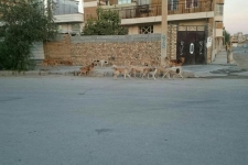 وقتی محوطه بیمارستان جولانگاه سگهای ولگرد خیابانی می شود / از نگرانی مردم شهرستان تا به مخاطره افتادن بهداشت فردی واجتماعی