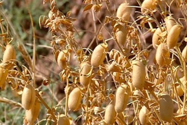 آغاز برداشت نخود پاییزه در بیش از 700هکتار مزرعه گیلانغرب