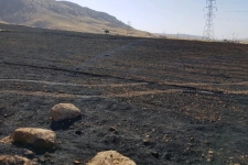 سوختن ۵ هکتار از مزارع و پس چرگندم در شهرستان دالاهو