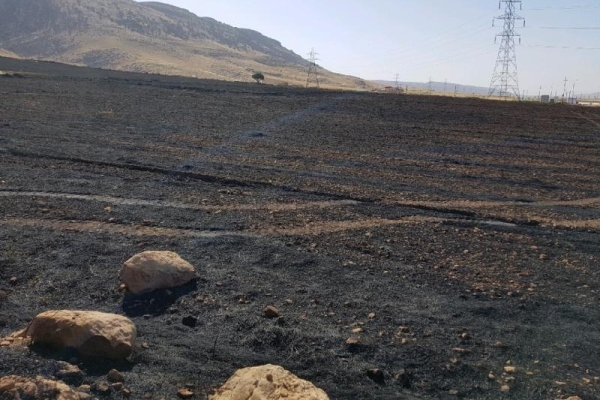 سوختن ۵ هکتار از مزارع و پس چرگندم در شهرستان دالاهو