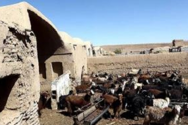 کشف ۲۴ کیلوگرم موادمخدر در یک «طویله» /دستگیری یک متهم زن