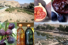 ایران رتبه چهارم تولید انجیر جهان را دارا است