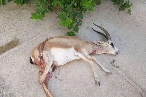  غزال قرآویز طعمه سگ‌های گله شد