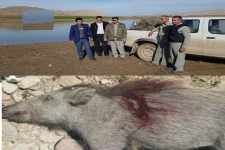 دستگیری 4 شکارچی و صیاد متخلف در سرپل ذهاب 