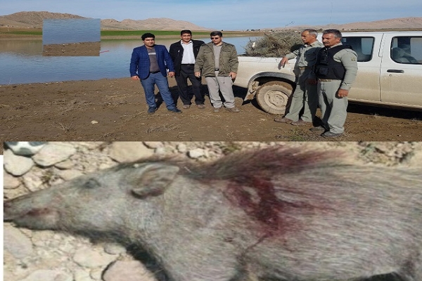 دستگیری 4 شکارچی و صیاد متخلف در سرپل ذهاب 