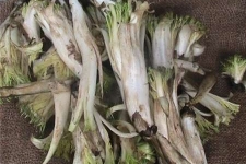 فصل بهار و نوبرانه کنگر/ تب و تاب بازار داغ فروش گیاهان کوهی در سرپل ذهاب