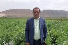 برداشت باقلا در350 هکتار از اراضی شهرستان سرپل ذهاب