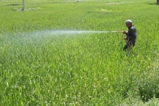سمپاشی یک هزار و 700 هکتار ازمزارع شهرستان سرپل ذهاب، برعلیه بیماری زنگ زرد گندم