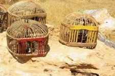 کشف و ضبط تعداد 27قطعه کبک زنده از شکارچیان متخلف توسط یگان حفاظت از محیط زیست در شهرستان 