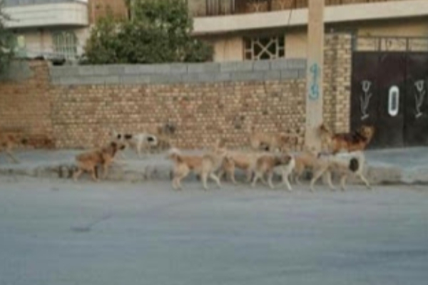 به تعبیر شهروندان ؛سرپلذهاب جولانگاه سگ های ولگرد / مسئولین بفکر سلامتی مردم باشند