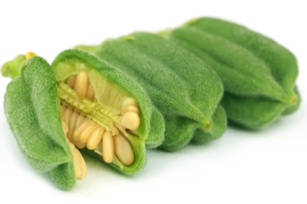 کاشت کنجد در سطح ۲۰۰ هکتار در مزارع شهرستان