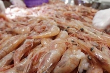 پرورش و تکثیر میگوی زینتی در شهرستان