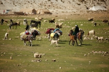 آغاز کوچ پاییزه عشایر شهرستان به مناطق قشلاقی