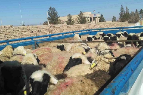 کشف ۸۵ راس گوسفند در منطقه مرزی شهرستان