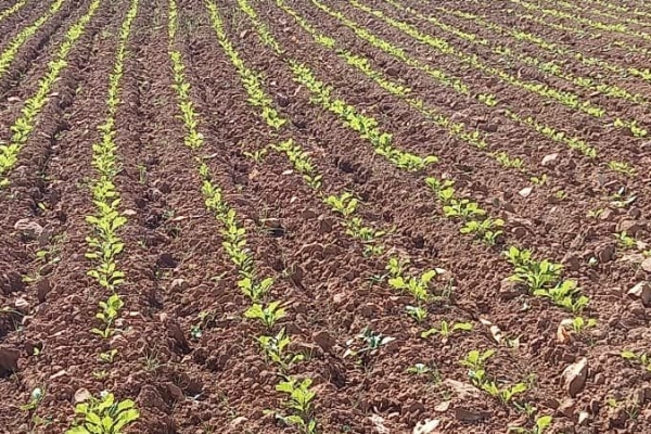 کاشت بیش از یک هزار هکتار بذر چغندر قند پاییزه در شهرستان