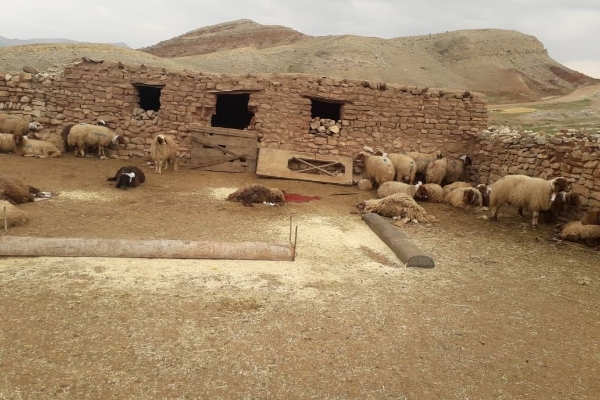 حمله یک قلاده پلنگ به یکی از روستاهای شهرستان قصرشیرین تعداد ۹ راس گوسفند تلف شده و ۲۳ راس نیز زخمی شد