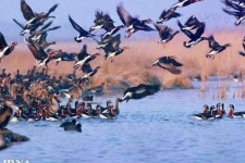 اثری از بیماری آنفلوانزای فوق حاد پرندگان در سرپلذهاب مشاهده نشده است