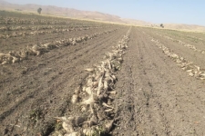 تجلیل از چغندر کار پاییزه نمونه ملی شهرستان سرپلذهاب