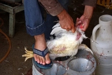 جولان مراکز فروش مرغ زنده در اسلام آبادغرب/ افزایش قیمت مرغ زنده در خلال تعطیلات نوروزی کشتارگاه پرطلایی