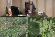 آغاز برداشت محصول باقلا از مزارع شهرستان