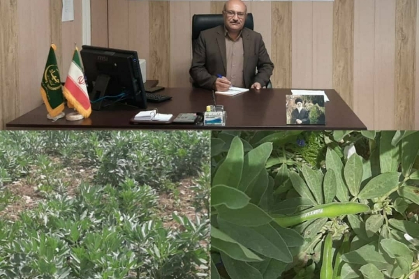 آغاز برداشت محصول باقلا از مزارع شهرستان