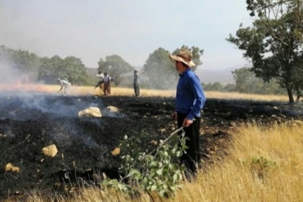 باوری غلط که بلای جان محیط زیست می شود/ آتش زدن پسماند مزارع تهدیدی جدی است