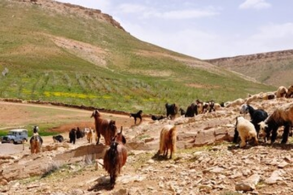 آغاز حرکت عشایر شهرستان های غرب استان کرمانشاه به سمت مناطق قشلاقی از دهم آبان ماه