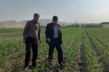 بازدید از مزارع کشت ذرت تابستانه در شهرستان سرپلذهاب