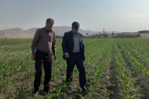 بازدید از مزارع کشت ذرت تابستانه در شهرستان سرپلذهاب