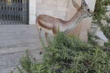 رهاسازی و بازگرداندن بره آهوی مداوا شده به طبیعت حفاظت شده در سرپلذهاب