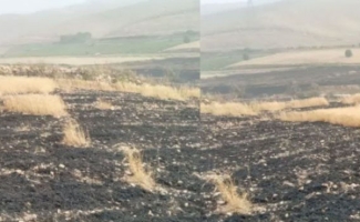 ۱۶ هکتار از مزارع غلات شهرستان دچار حریق شد