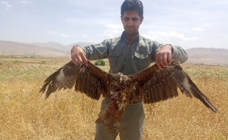 رهاسازی 3 بهله پرنده شکاری به دامان طبیعت شهرستان