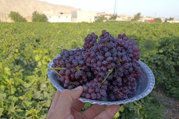 برداشت انگور یاقوتی از باغات سرپل‌ذهاب / یاقوت‌های قرمز سرپل‌ذهاب روانه بازار شدند