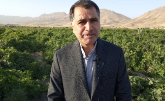 آغاز برداشت انگور در تاکستان های شهرستان