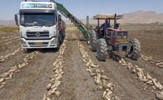 برداشت چغندرقند از مزارع شهرستان سرپل ذهاب