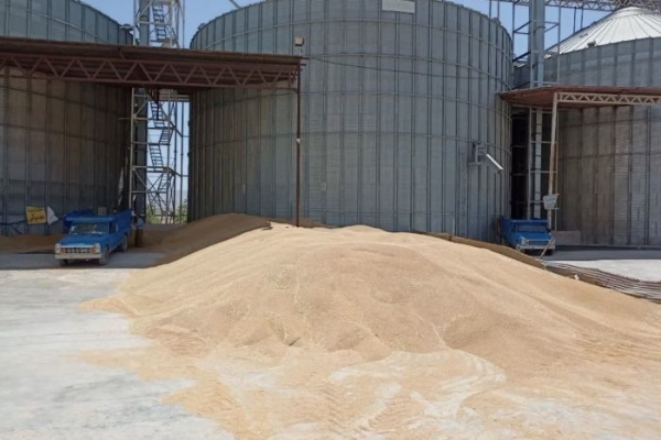 تاخیر در پرداخت پول گندم و گلایه های کشاورزان سرپلذهابی از دولت/ مردم چشم انتظار پیگیری مسئولین هستند