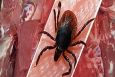 هشدار اداره دامپزشکی هرسین درباره شیوع بیماری تب کریمه کنگو