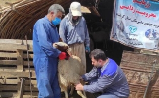 حضور اکیپ خدمات رسان دامپزشکی در روستاهای مرزی شهرستان/ توصیه بهداشتی برای ذبح دام در ایام عید قربان