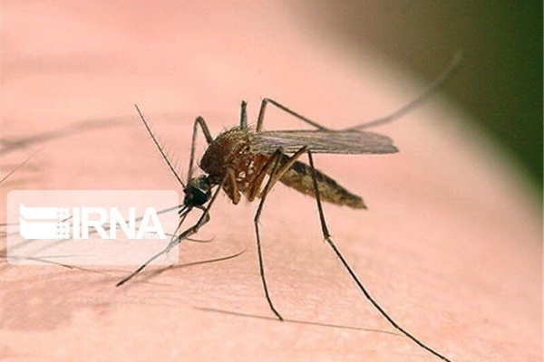 سالک کشنده نیست/ضرورت استفاده از مواد دور کننده حشرات در مناطق روستایی