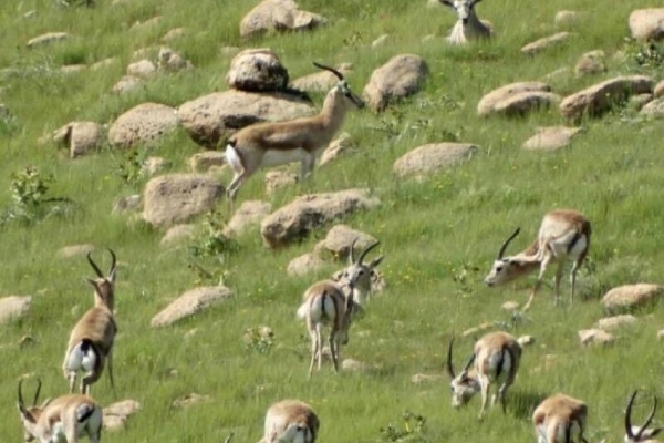 تشریح عملکرد اداره حفاظت محیط زیست شهرستان سرپل‌ذهاب در شش ماهه اول سال جاری
