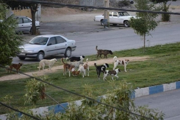 جولان سگهای ولگرد در سطح شهر سرپل‌ذهاب